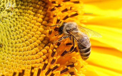 تشخیص عسل اصل